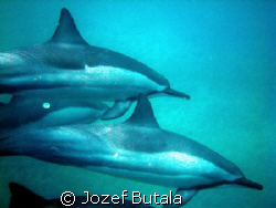 Spinner dolphins at Manele Bay Lanai,,Canon SD750,snorchling by Jozef Butala 